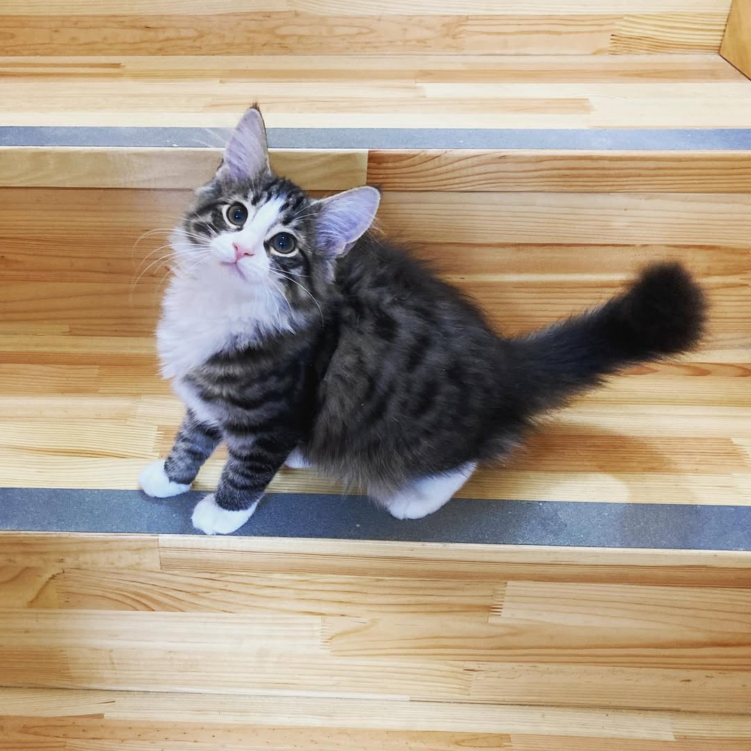 Simo — Norwegian Forest Female
