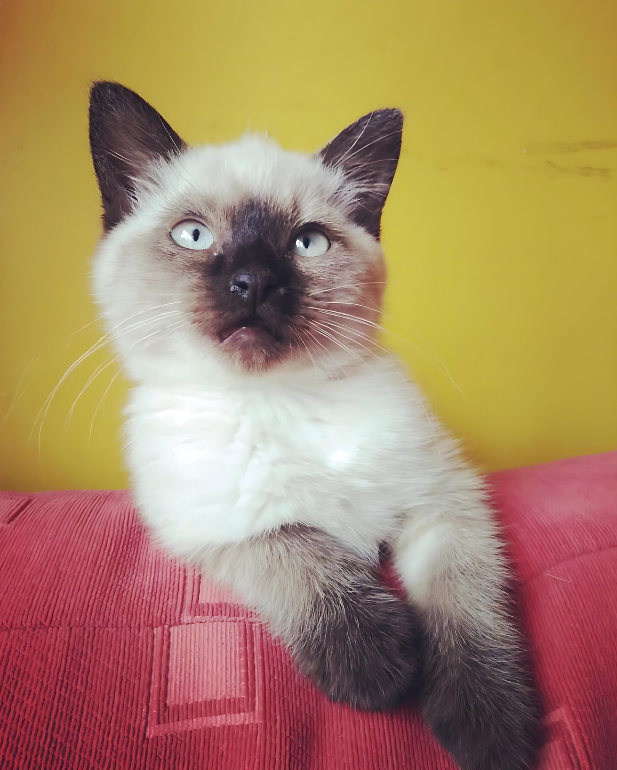Steve — Siamese Male