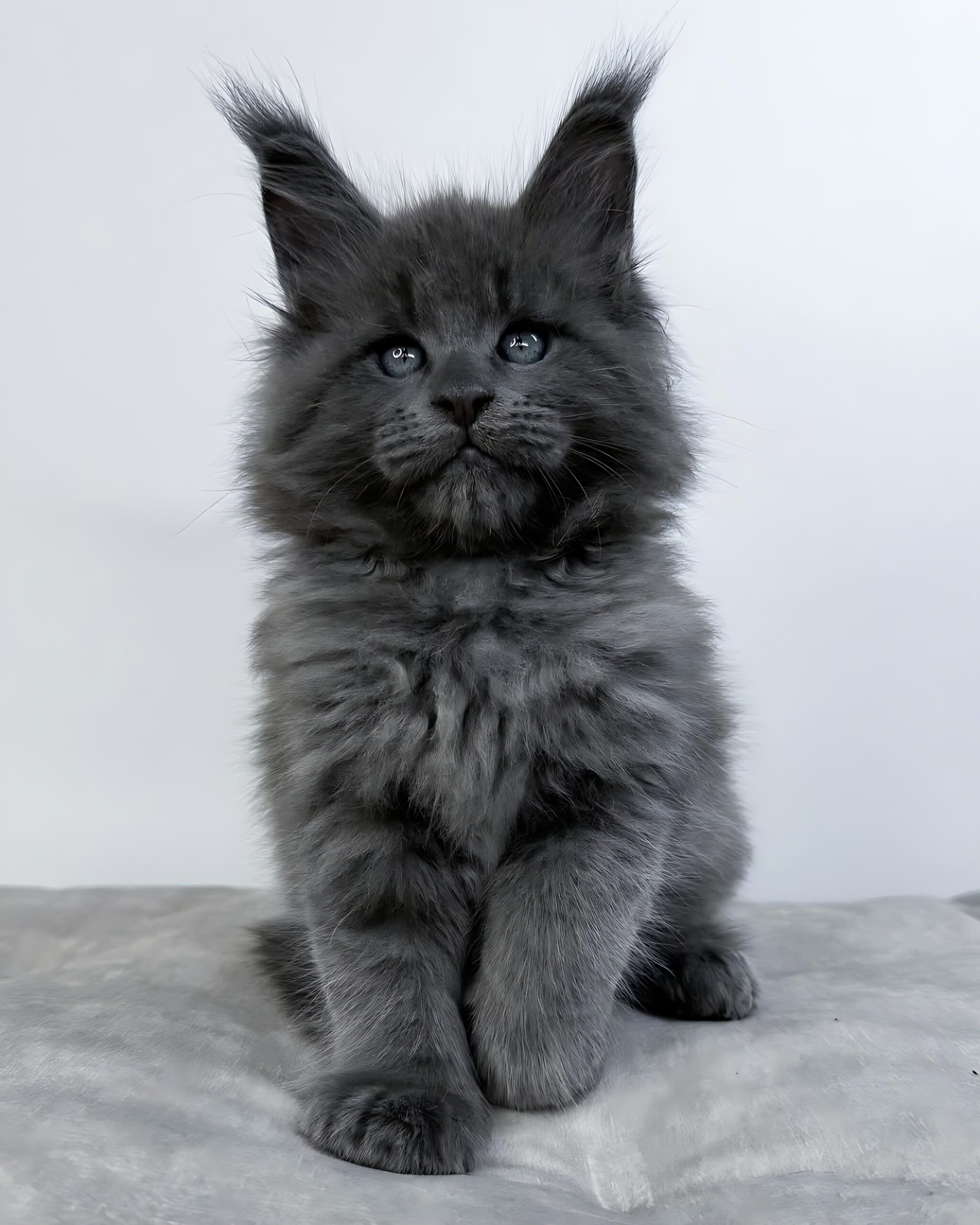 Sunshine — Maine Coon Male