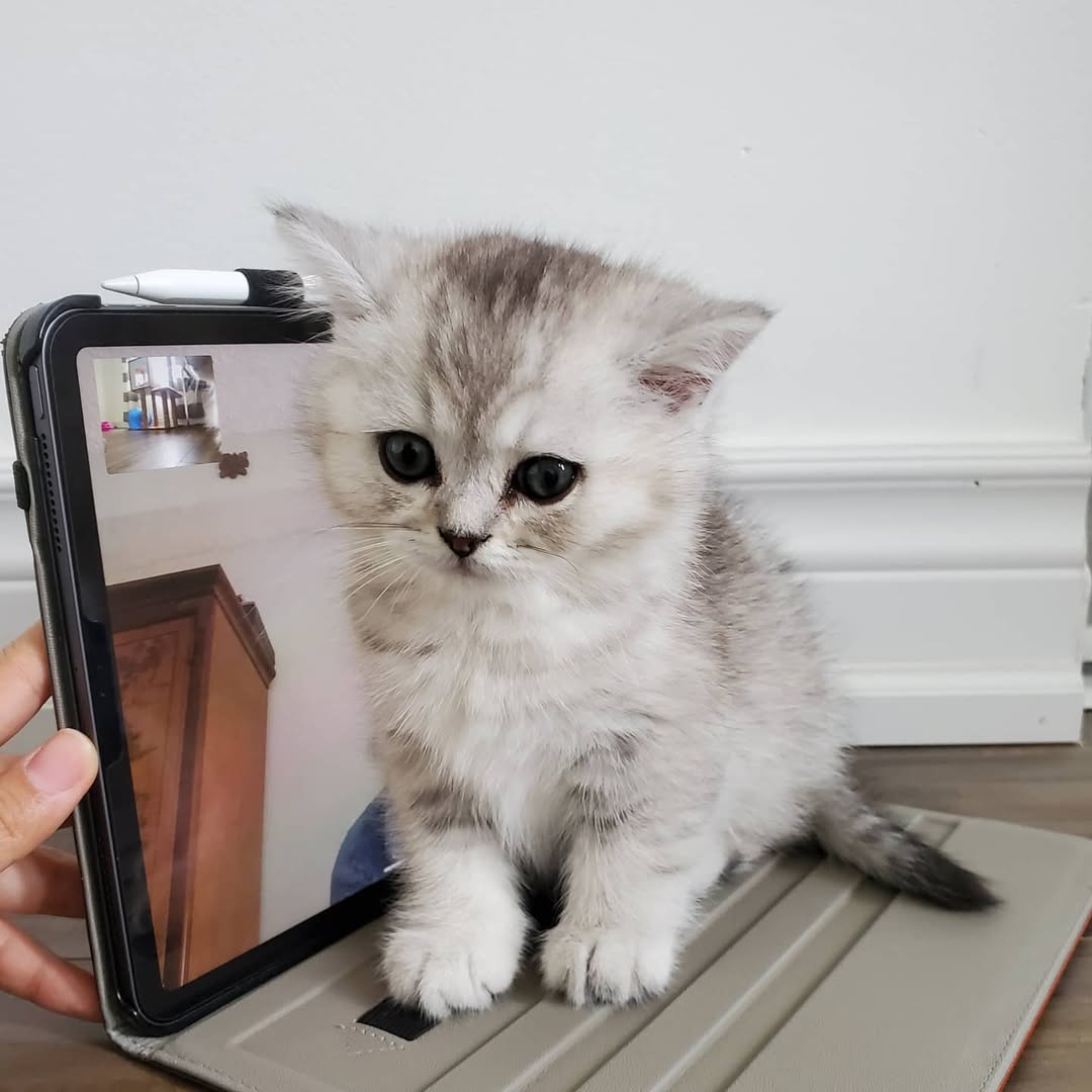 Thor — Scottish Fold Male