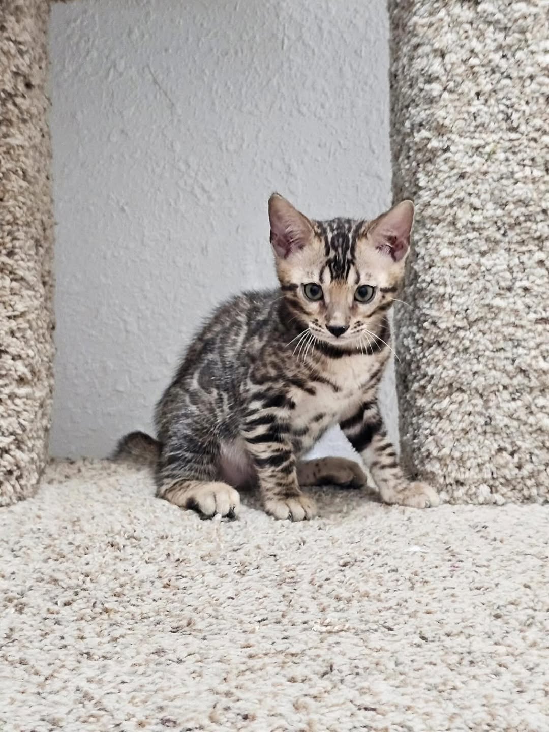 Tucker — Bengal Male