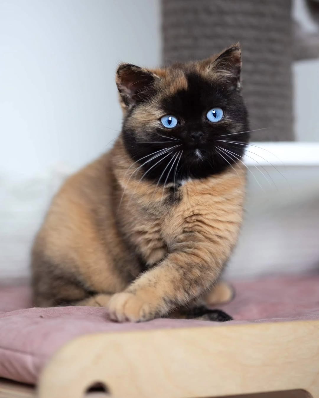 Ursela — British Shorthair Female