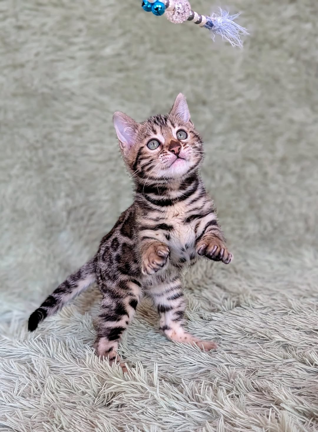 Wendy — Bengal Female