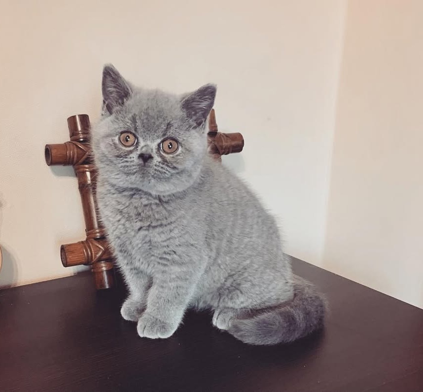 Wiess — British Shorthair Male