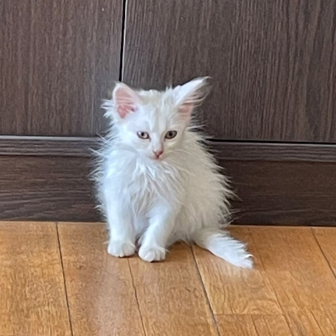 Willow — Norwegian Forest Male