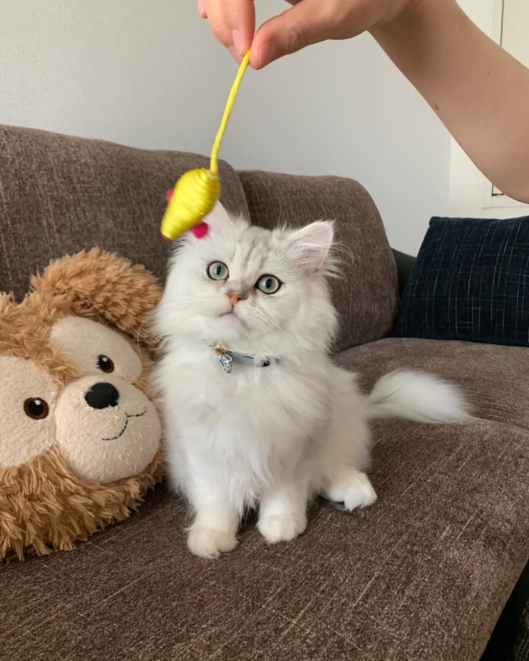 Yanco — Persian Male