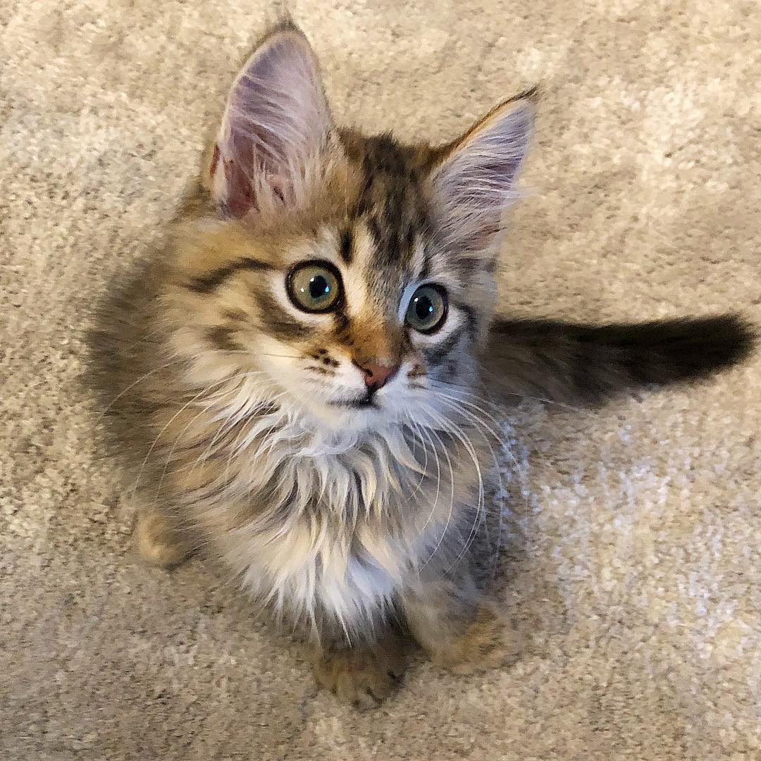 Yaya — Norwegian Forest Female