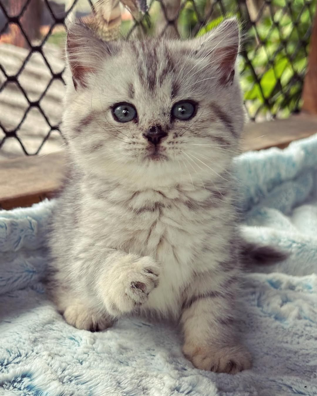 Yuki — British Shorthair Female