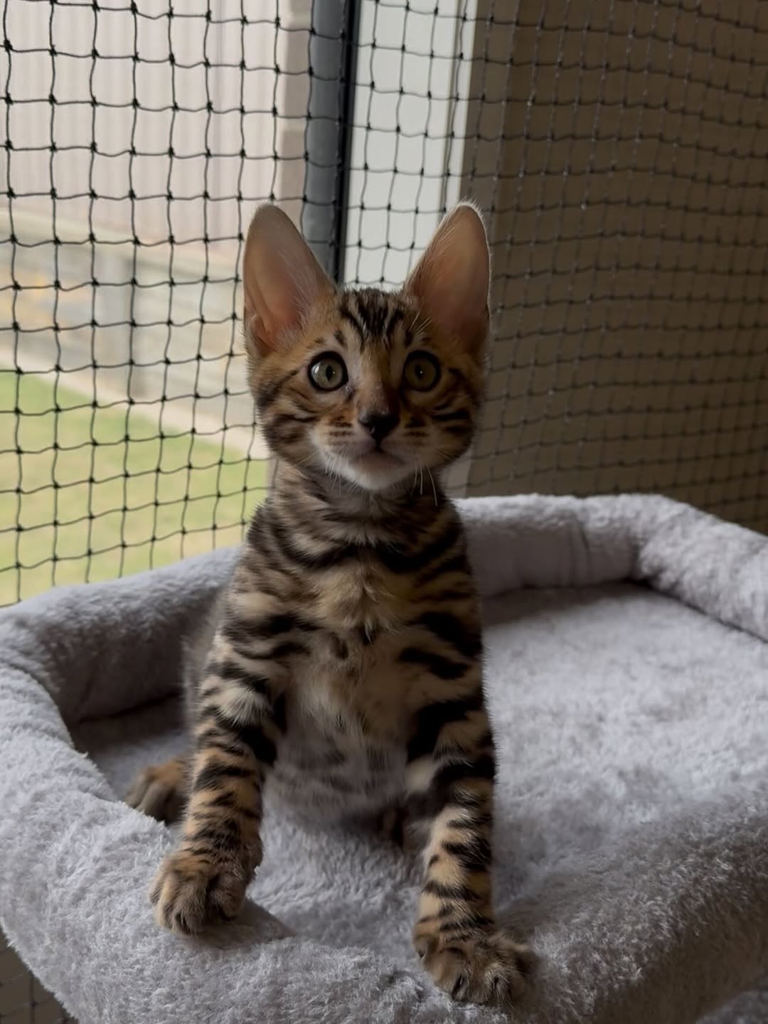 Zarelle — Bengal Female