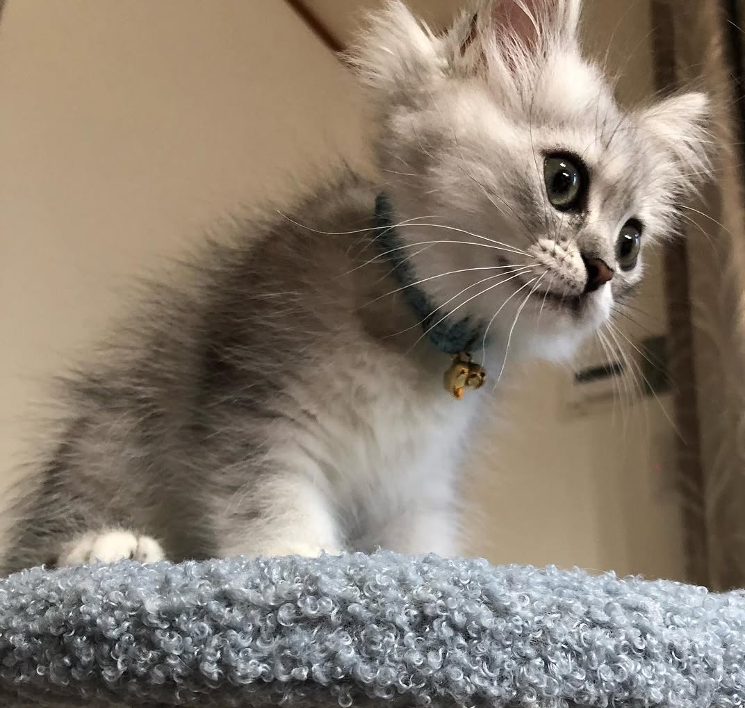 Zoro — Persian Male