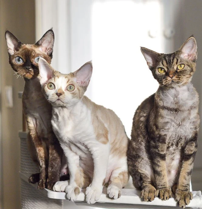 Elite Cat Breeders breed gallery