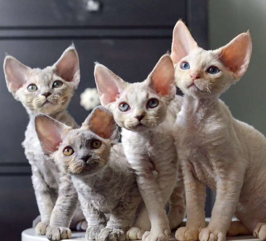 Elite Cat Breeders breed gallery