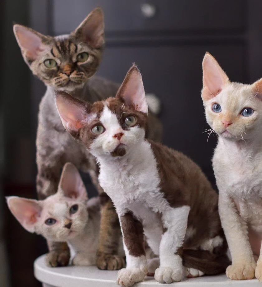 Elite Cat Breeders breed gallery