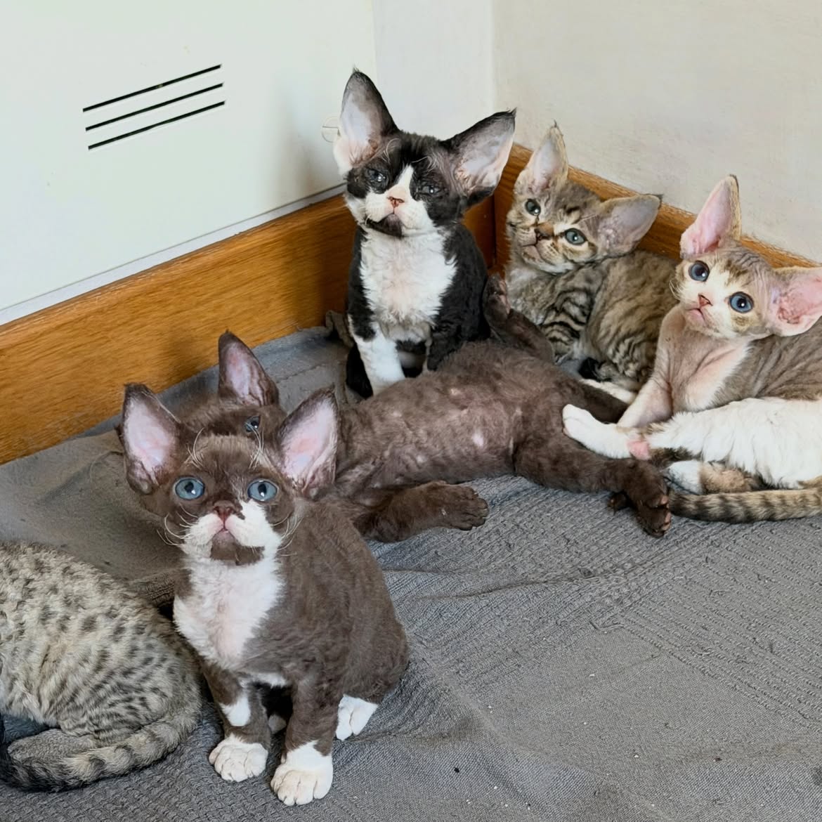Elite Cat Breeders breed gallery