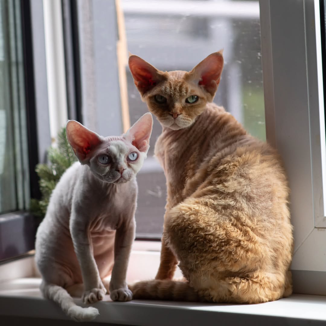 Elite Cat Breeders breed gallery