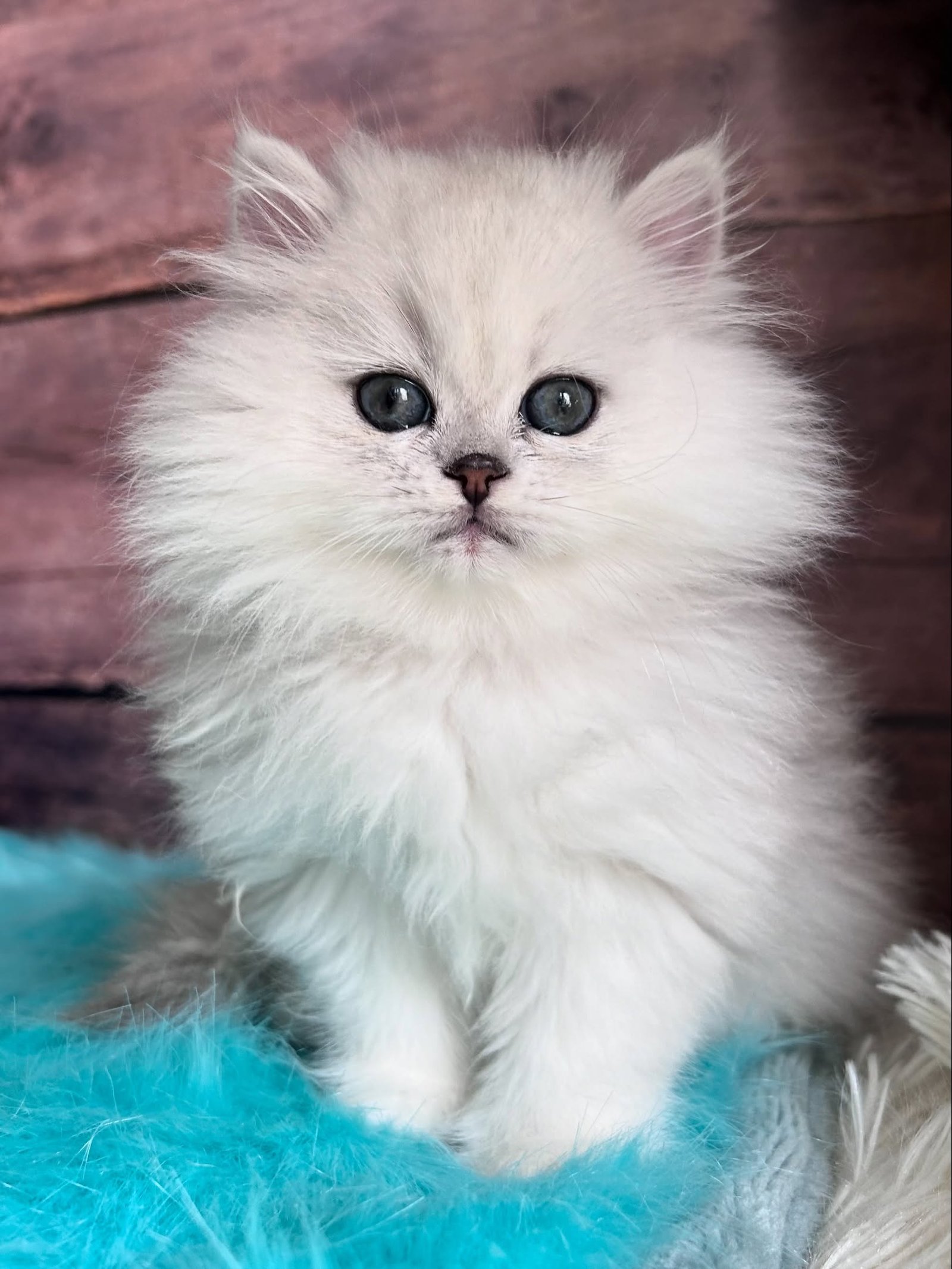 Adolf — Persian Male