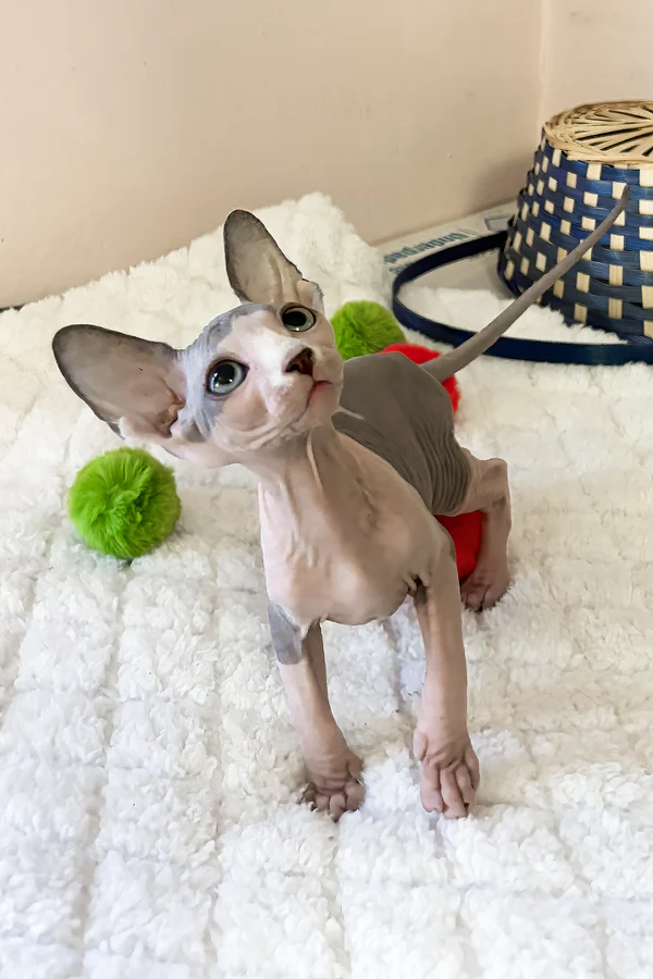 Alvin — Sphynx Female