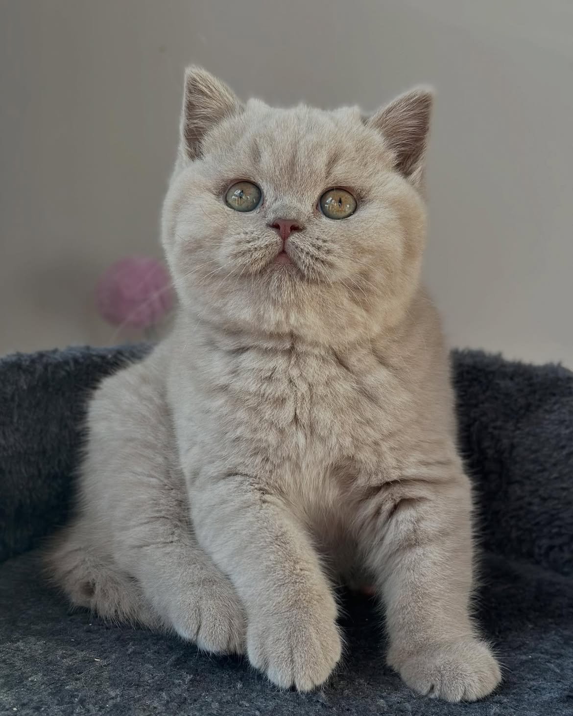 Amber — British Shorthair Female