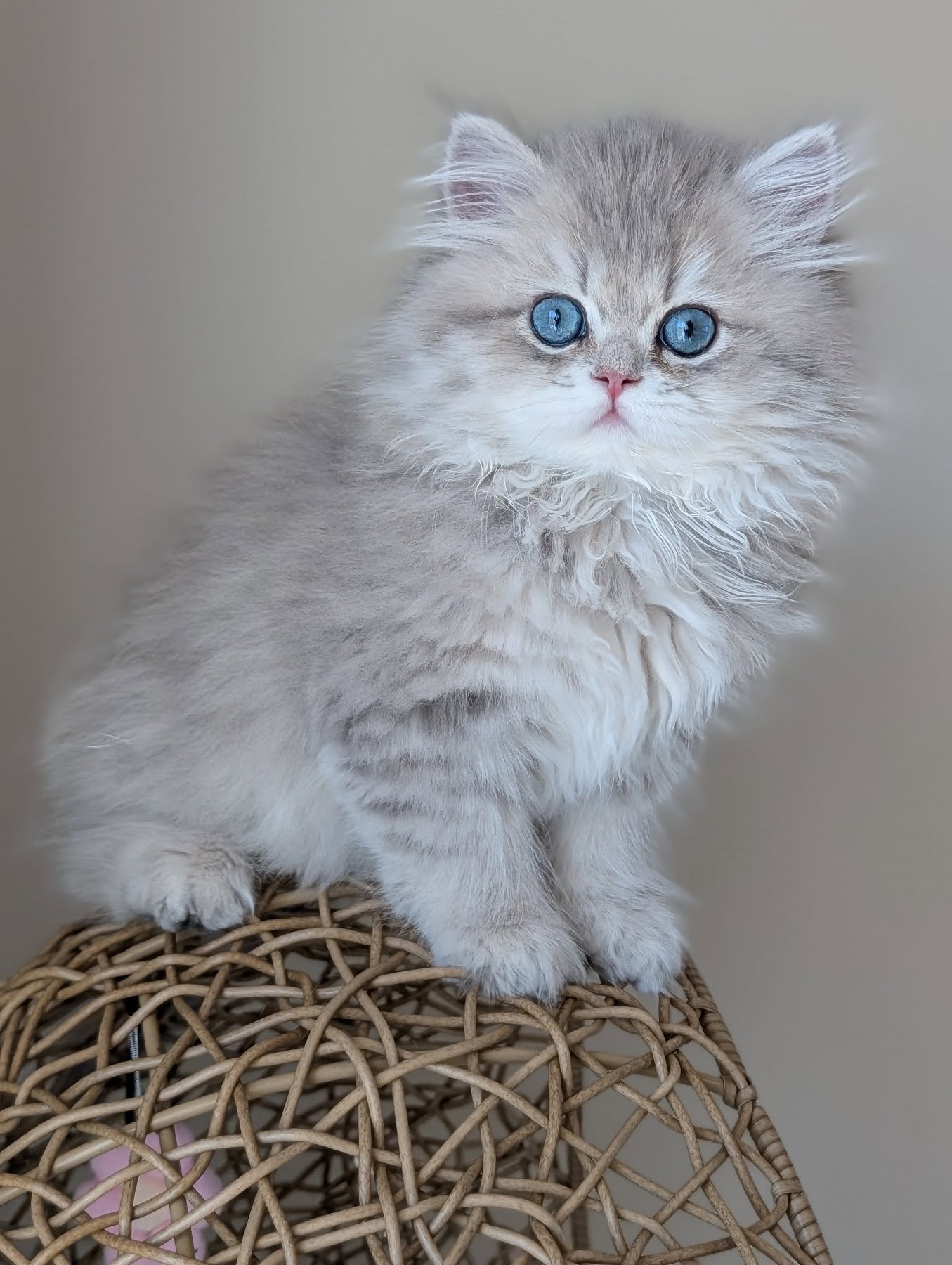 Anselm — Persian Male
