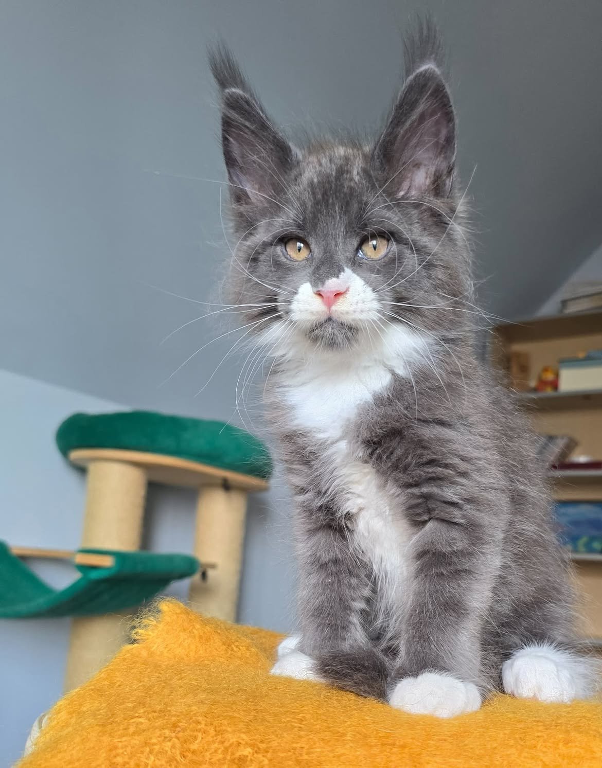 Maine Coon Kittens for Sale
