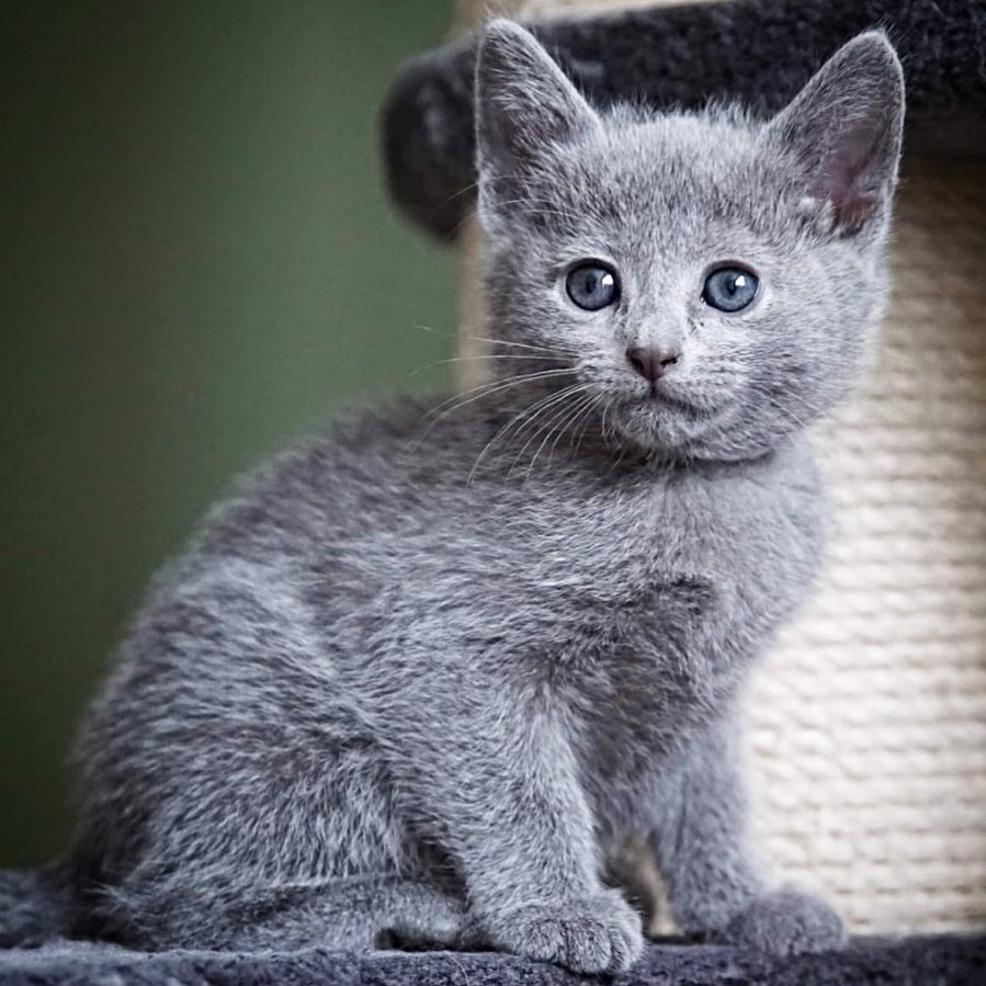 Aria — Russian Blue Female