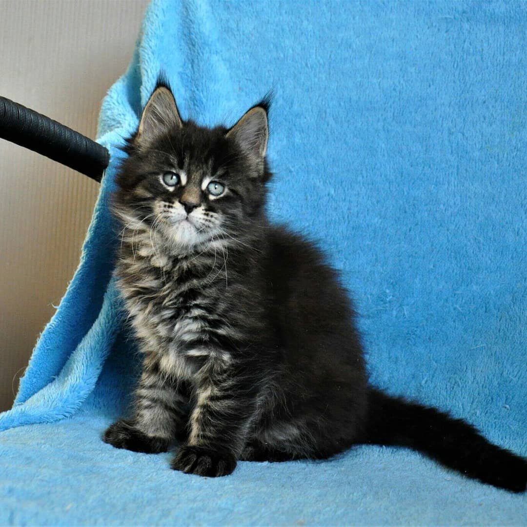Arrio — Maine Coon Male