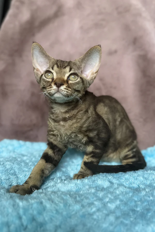 Audrey — Devon Rex Female