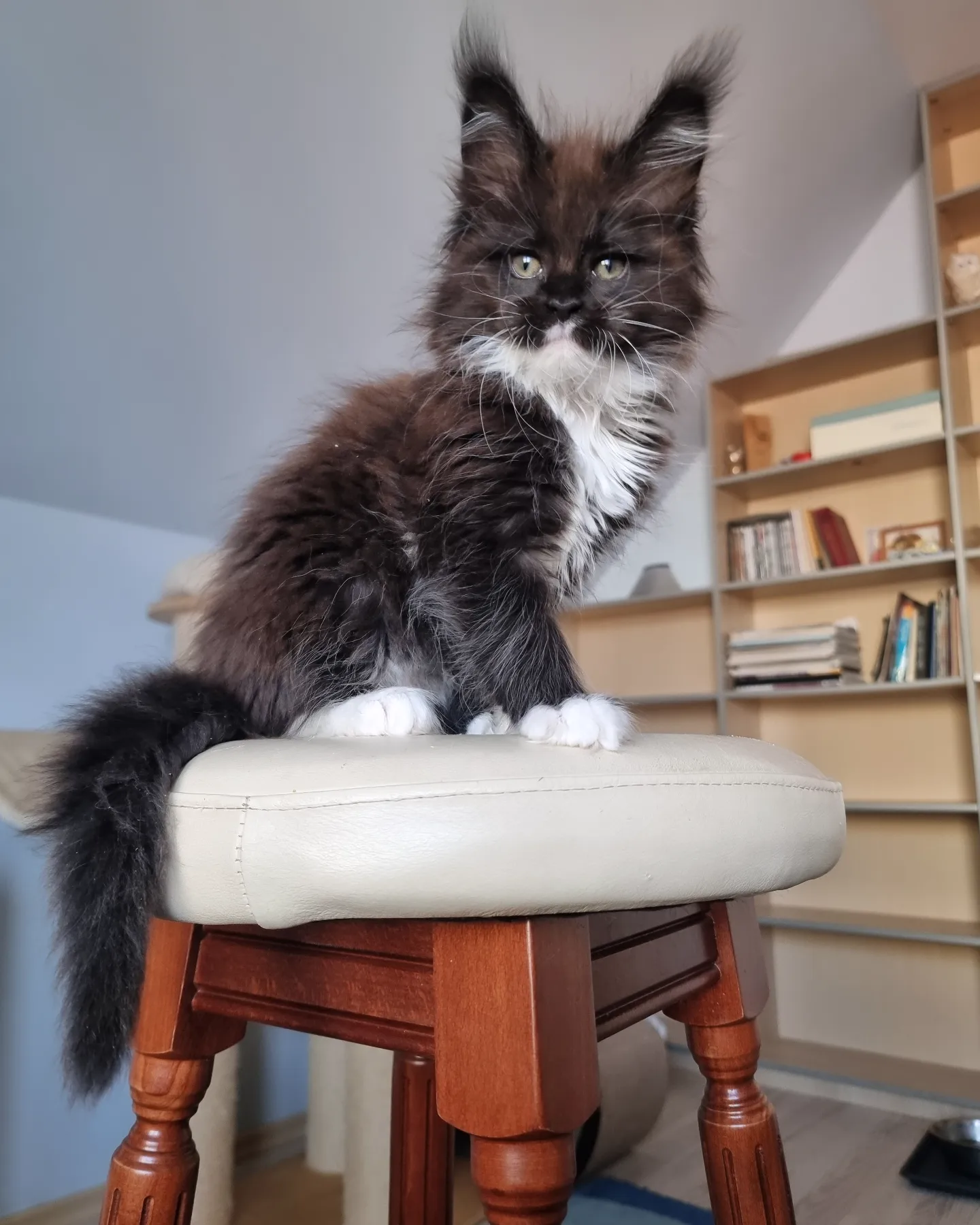 Aurora — Maine Coon Female