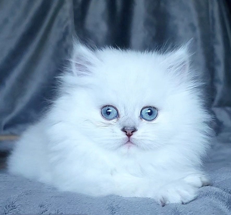 Bella — Persian Female