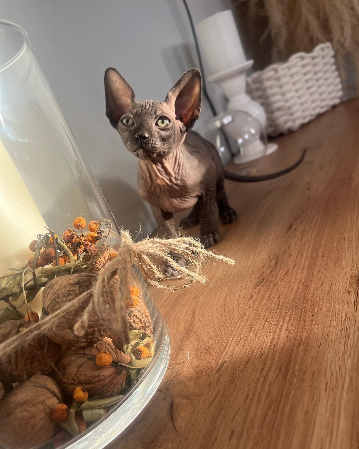 Bettina — Sphynx Female