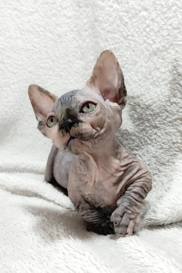 Bonita — Sphynx Female