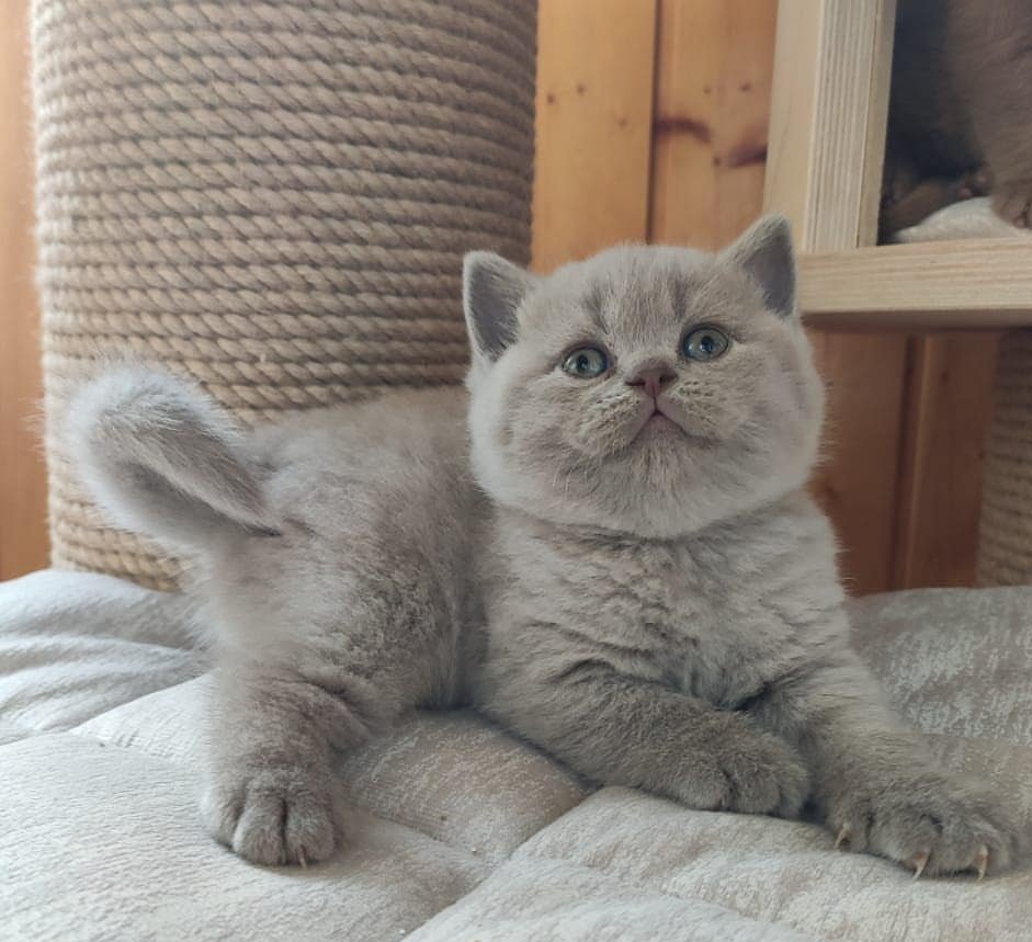 Casemiro — British Shorthair Male