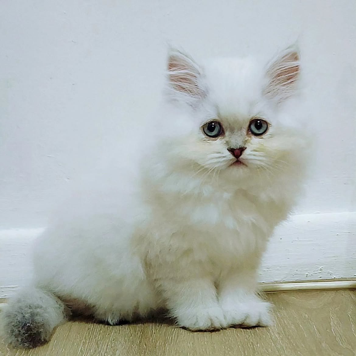 Casper — Persian Male