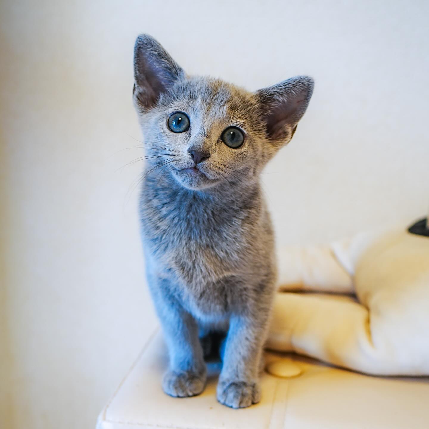 Chilo — Russian Blue Male