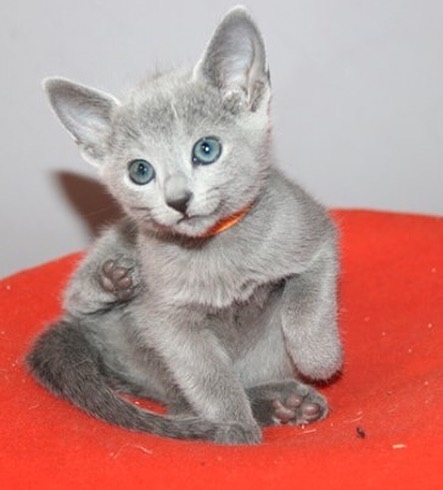 Cindy — Russian Blue Female
