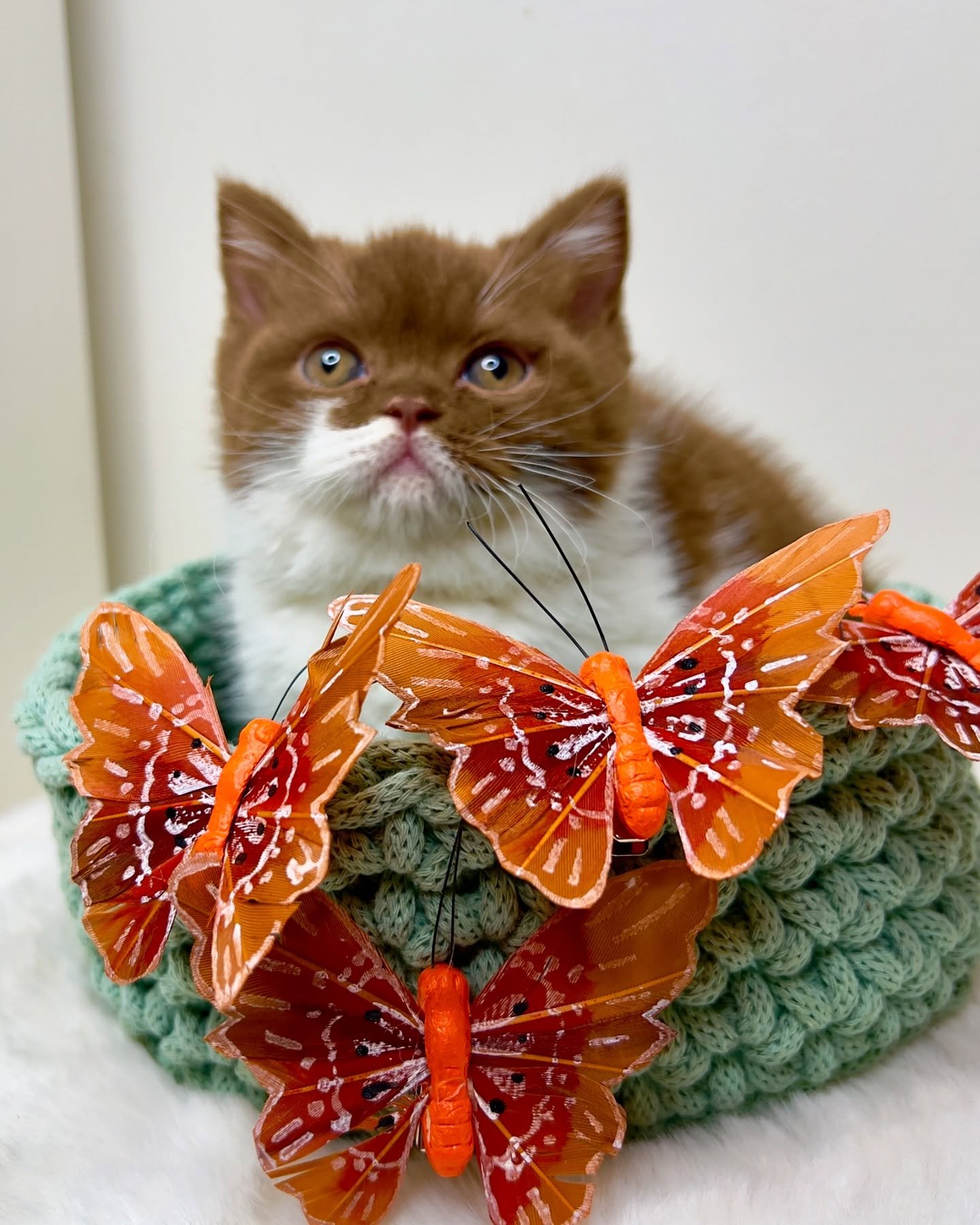 Clara — British Shorthair Female