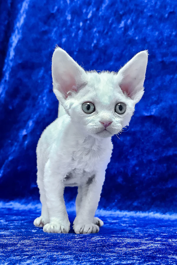 Dana — Devon Rex Female