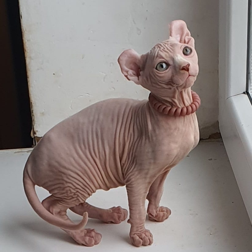 Dean — Sphynx Male