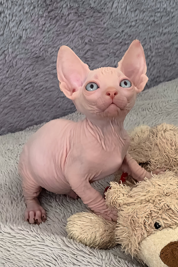 Delmar — Sphynx Male