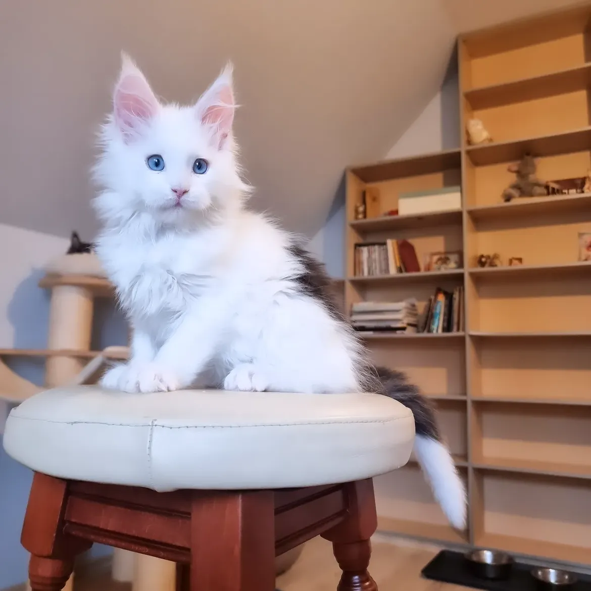 Diego — Maine Coon Male