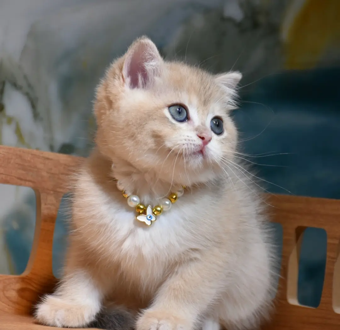 Diva — British Shorthair Female