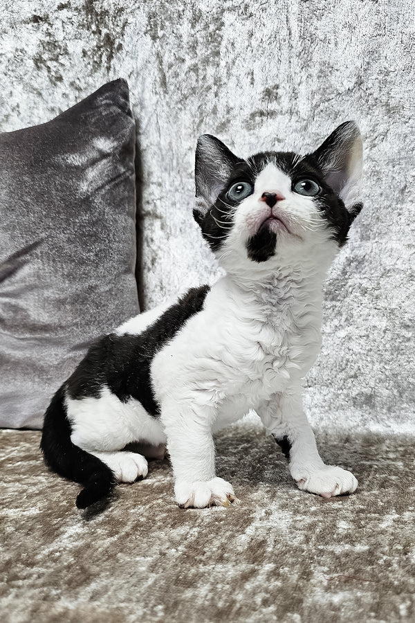 Devon Rex parent profile guidance