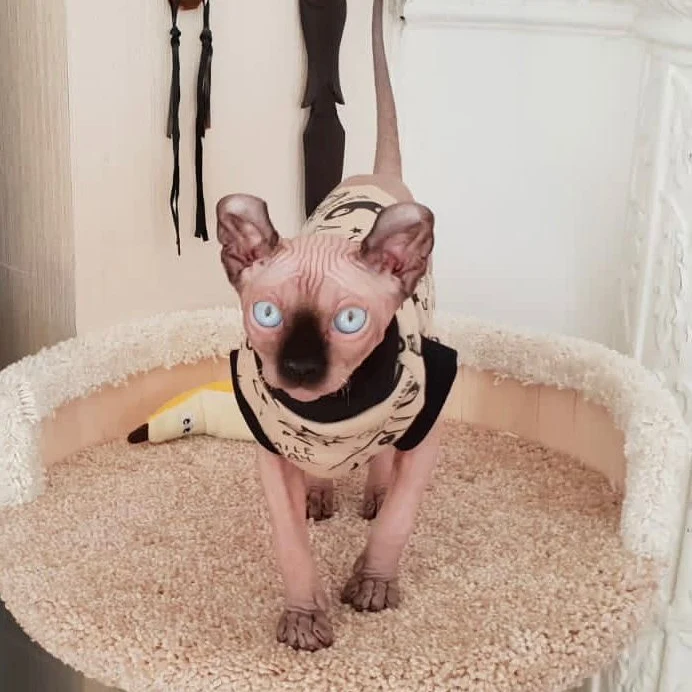 Dorian — Sphynx Female