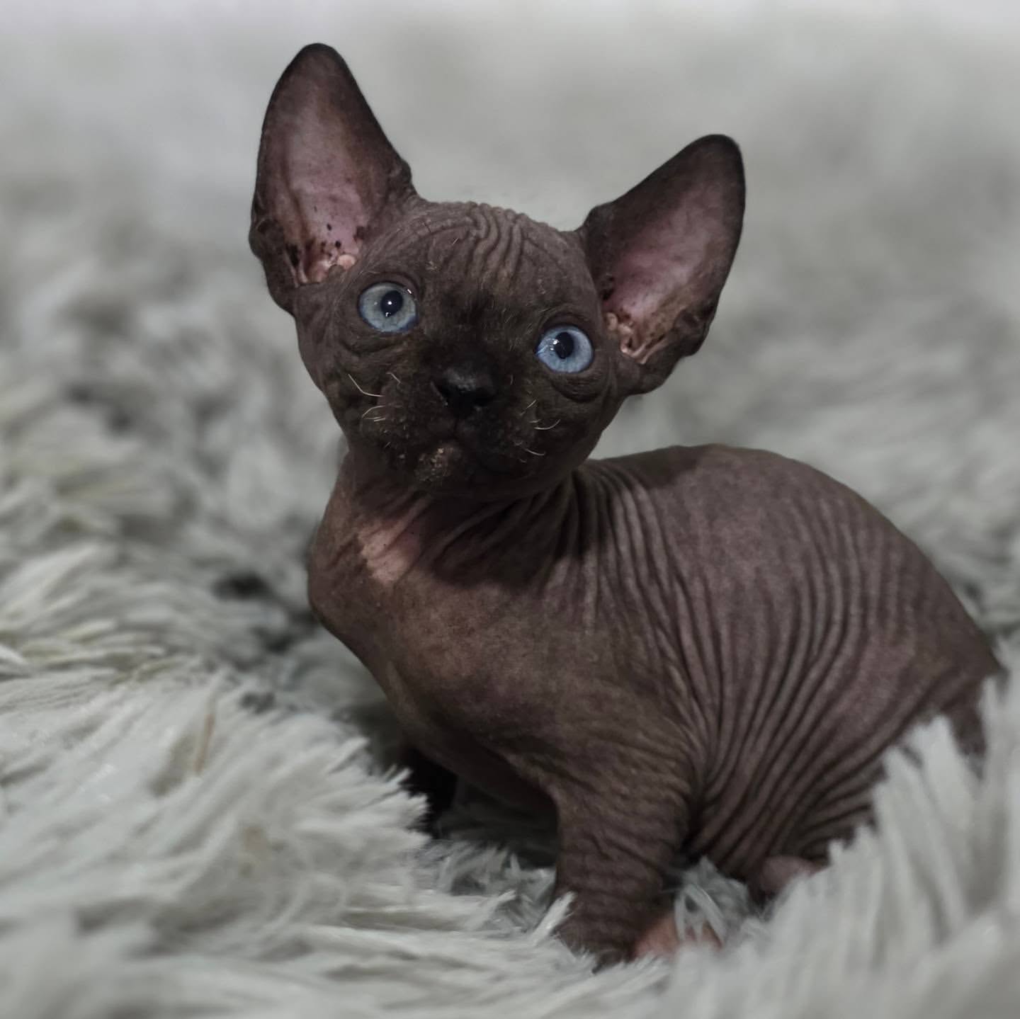 Eduardo — Sphynx Male