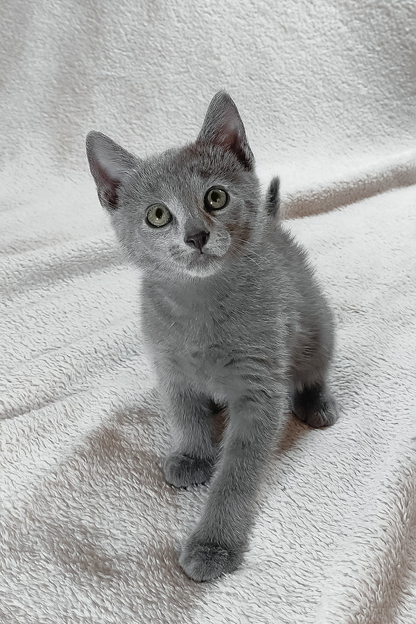 Eleanor — Russian Blue Female