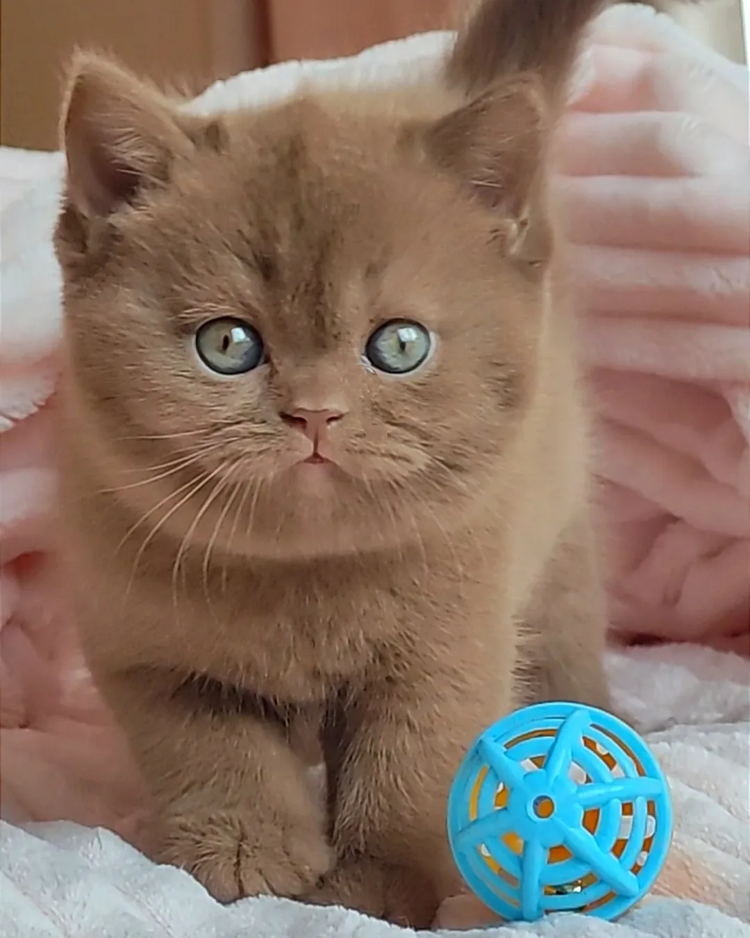 Ella — British Shorthair Female