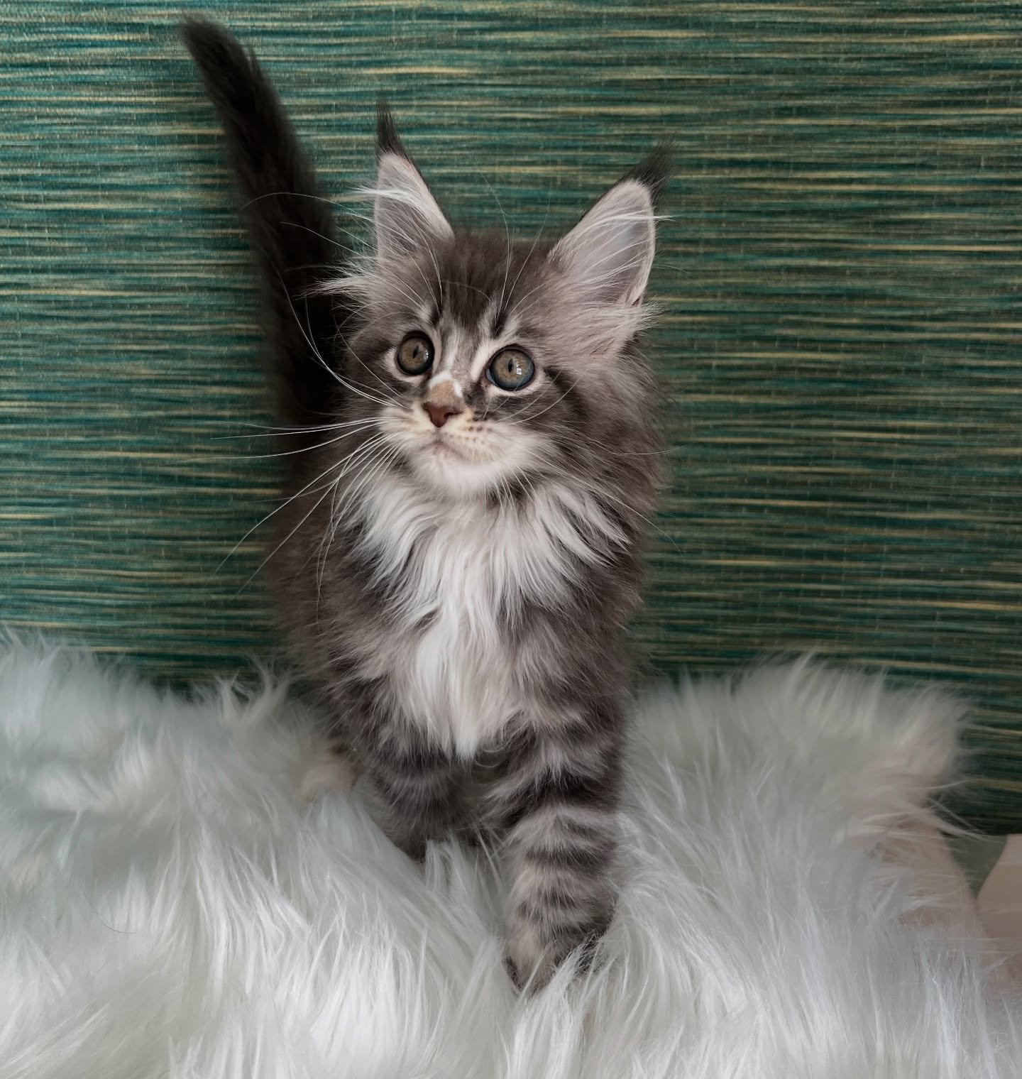 Eugenia — Maine Coon Female