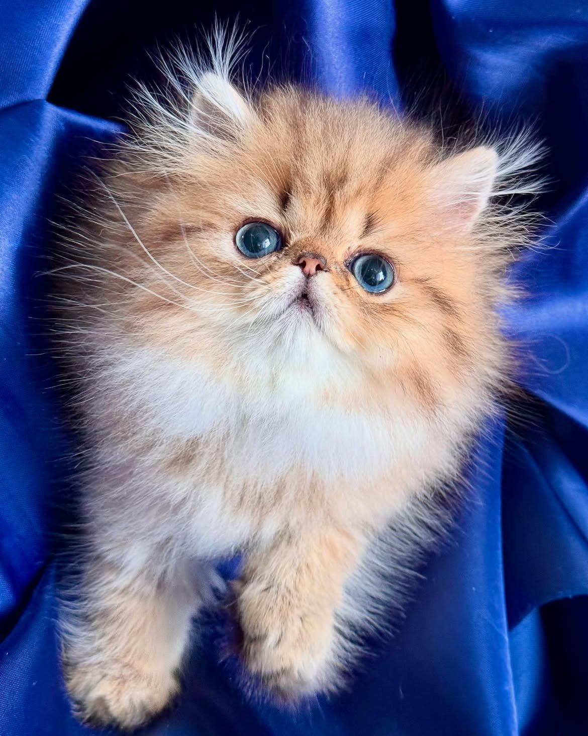 Fanni — Persian Female