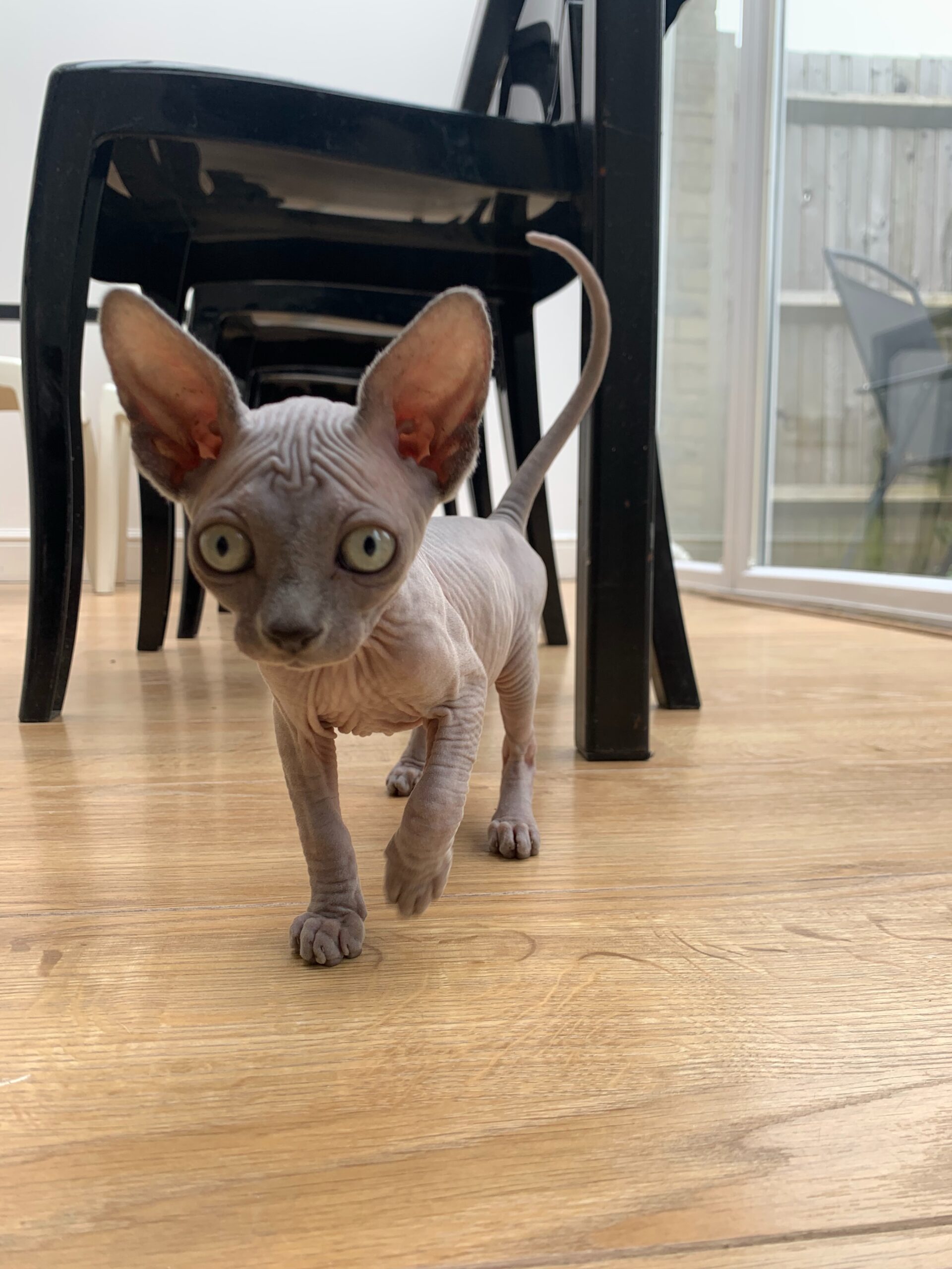 Fendi — Sphynx Male