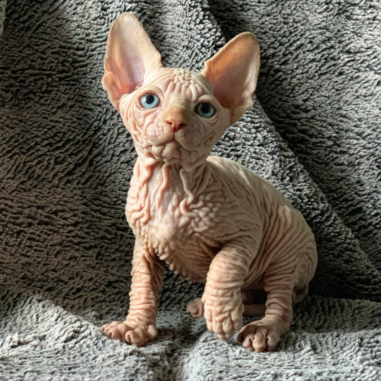 Fidel — Sphynx Male